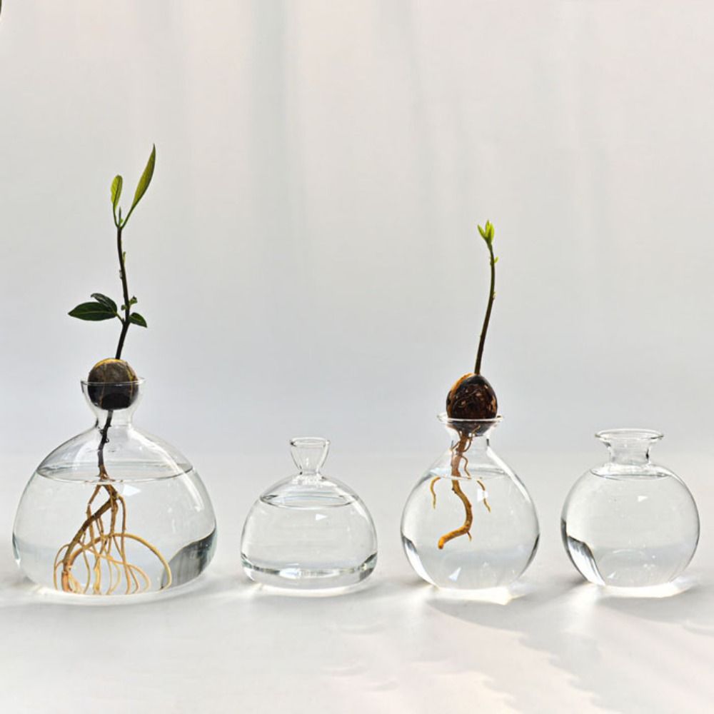 Crystal Growing Kit - Transparent Avocado Hydroponic Vase Simple Glass