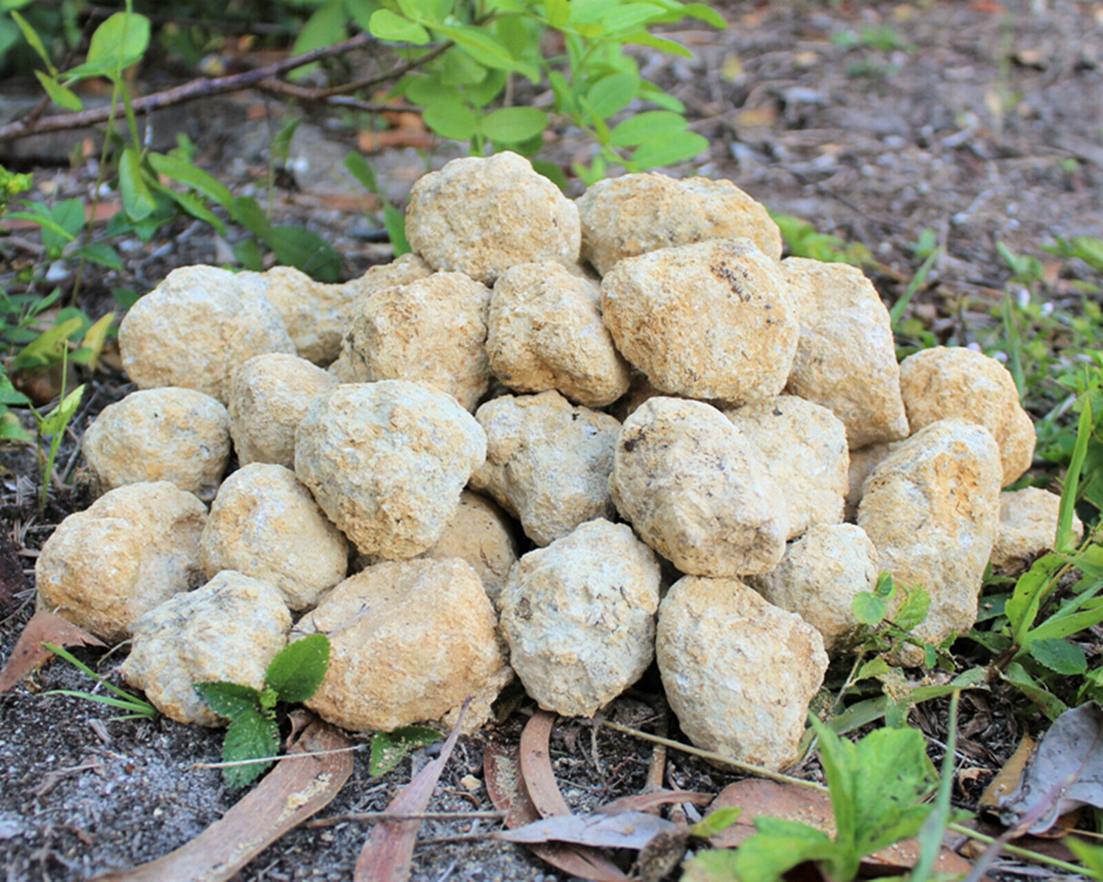 Large Unopened Moroccan Crysta - Geode Crystal Break recension och pris