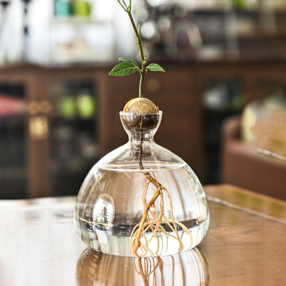 Transparent Avocado Hydroponic - Crystal Growing Kit recension och pris
