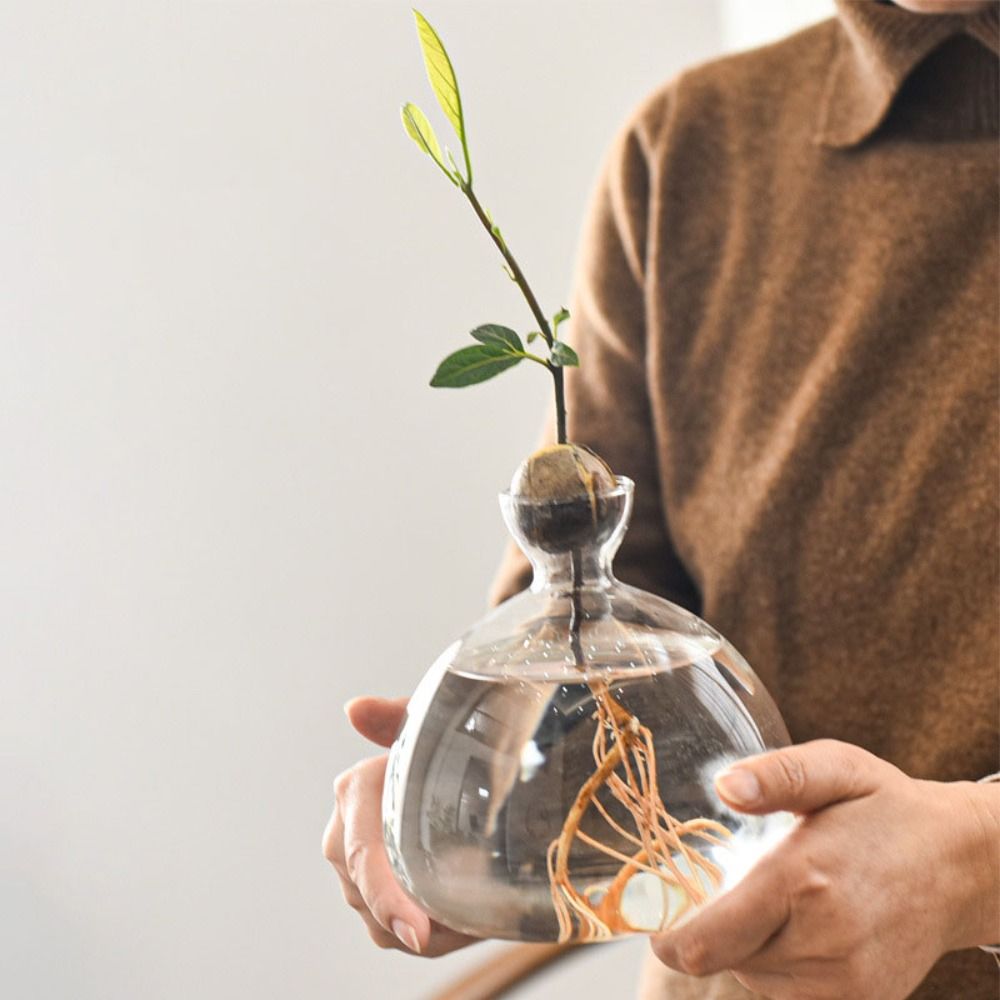 Transparent Avocado Hydroponic - Crystal Growing Kit recension och pris
