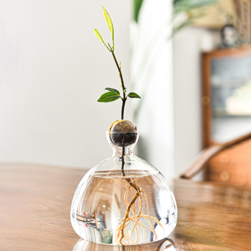 Transparent Avocado Hydroponic - Crystal Growing Kit recension och pris